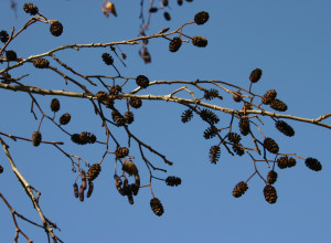 Oriental Alder Seeds