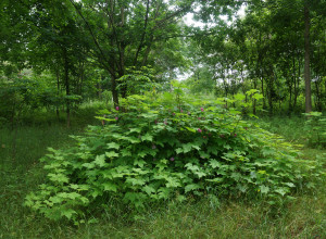 Keweenaw Thimbleberry 