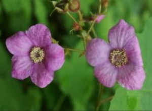Keweenaw Thimbleberry 