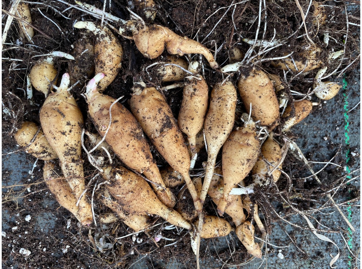 Russian Hybrid Sunchoke Mixed Tuber Collection