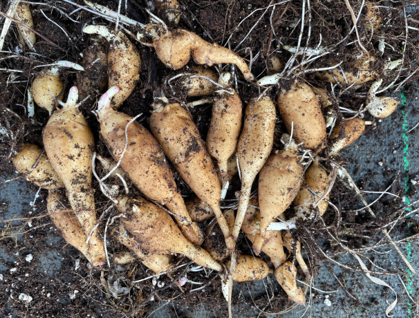 Russian Hybrid Sunchoke Mixed Tuber Collection