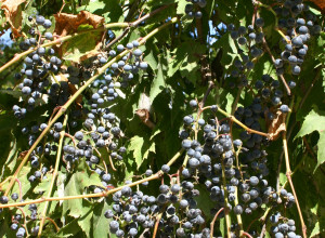 Blue Blaze Wild Grape