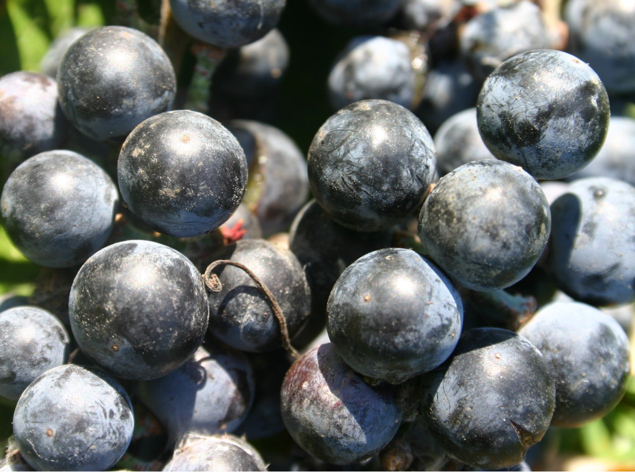 Blue Blaze Wild Grape