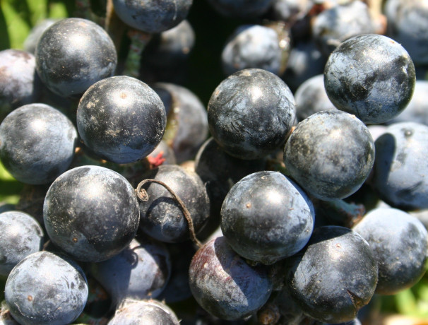 Blue Blaze Wild Grape