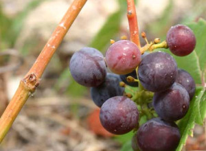 Blue Blaze Wild Grape