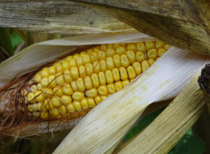 Alberta Clipper Corn 