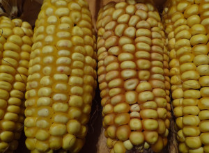 Alberta Clipper Corn 