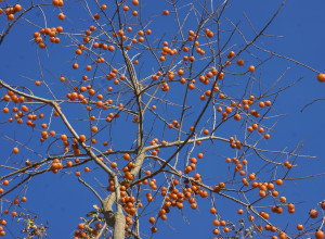 Northern American Persimmon Seeds-Ecos