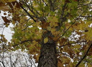 Greatfull Chinkapin-Bur Oak Hybrid Oak Acorns