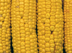 Alberta Clipper Corn 