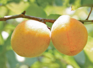 Briana Apricot Seeds 