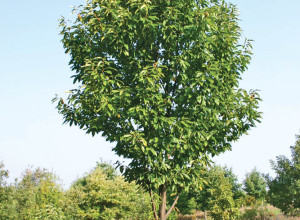 American Hybrid Chestnut Wood