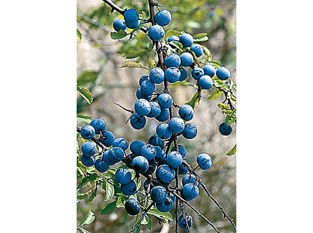 Ocean Blue Sloe Plum Seeds