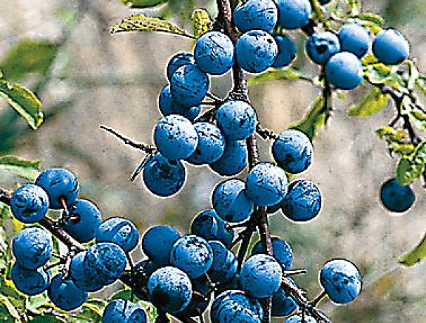 Sloe Plum Seeds-Scions of "Ocean Blue"