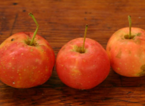 "Hewes" Crabapple Seeds and Scions