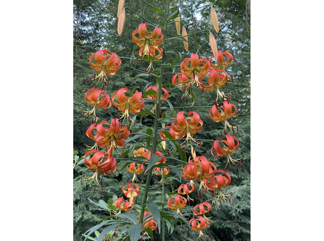 Michigan Lily Seeds