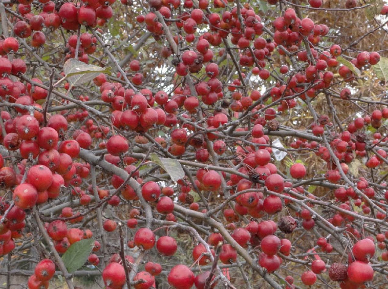 Hewes Crabapple Seeds and Scions
