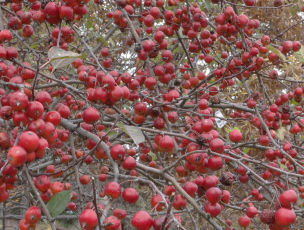 "Hewes" Crabapple Seeds and Scions