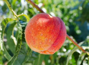 Mackinaw Peach Seeds and Scions