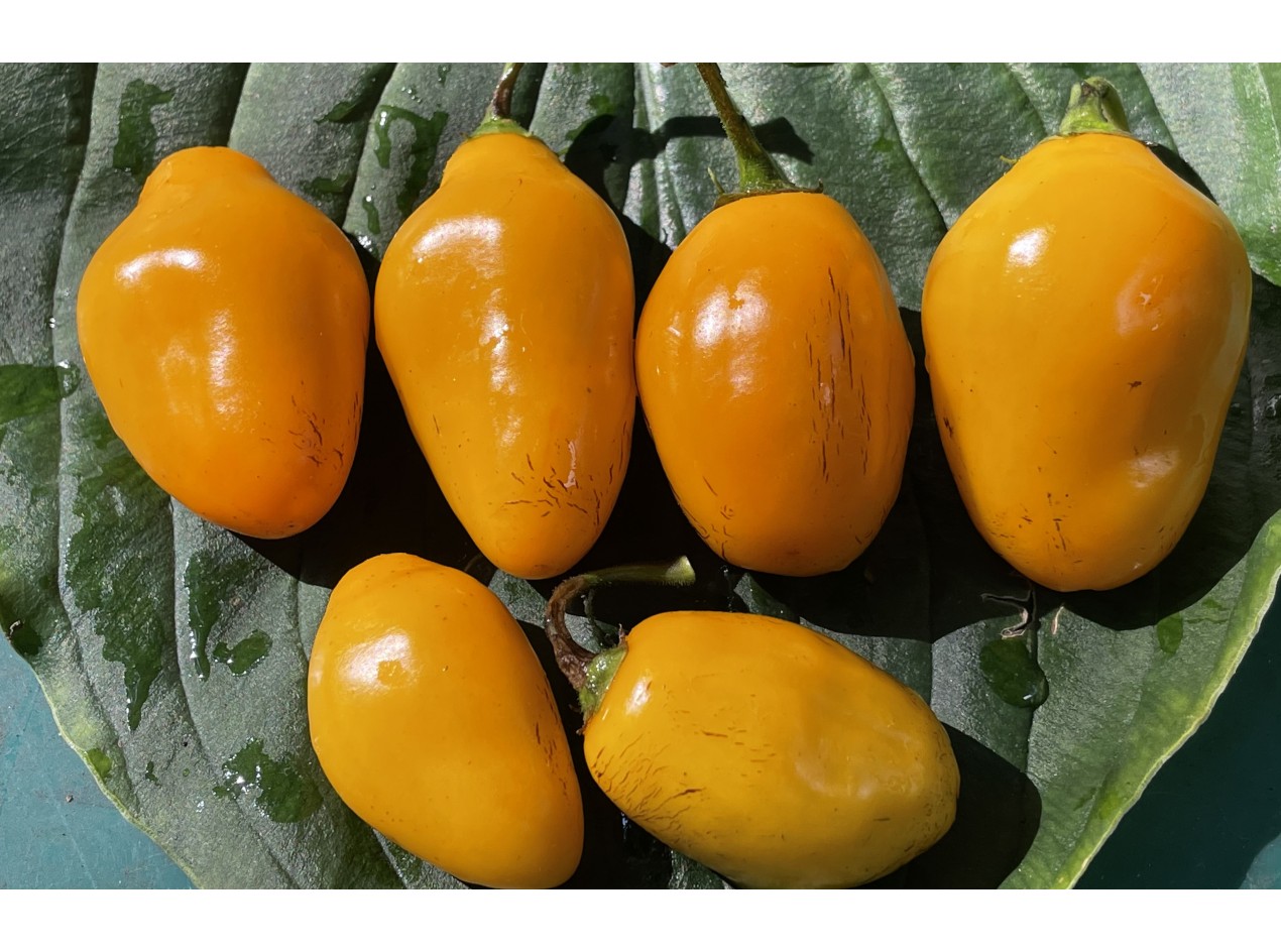 Yellow Peruvian Tree Pepper