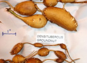 The Oikos Tree Crops Groundnut Collection