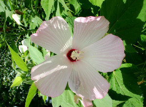 Rose Mallow Hibiscus Seeds
