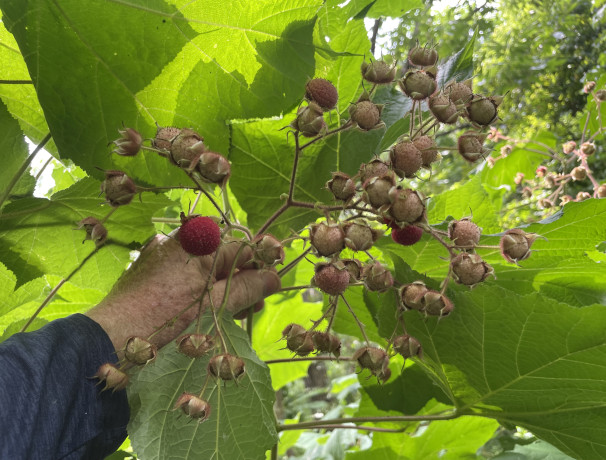 Keweenaw Thimbleberry 