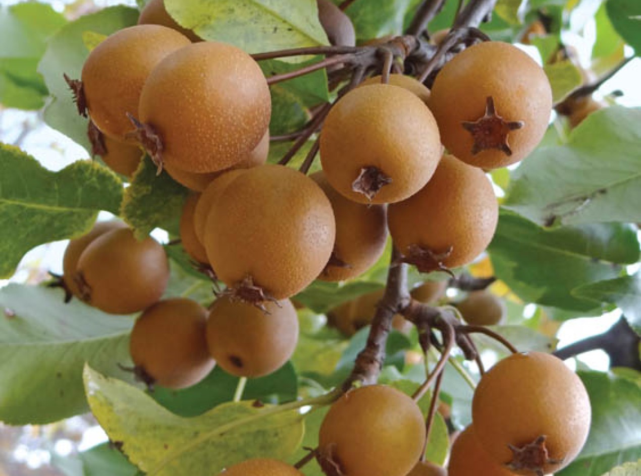Family Park Hybrid Pear Seeds 