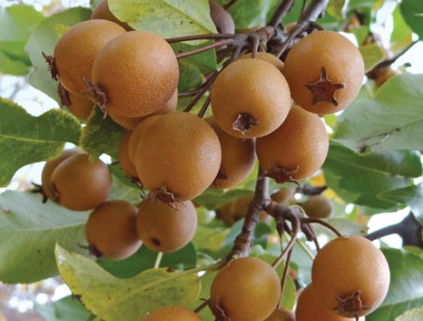 Family Park Hybrid Pear Seeds 