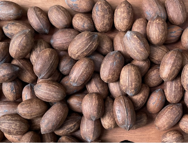 "Michigander Prolifica" Northern Pecan Nuts