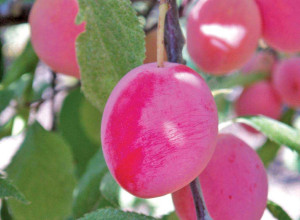 Plum Thicket Seeds