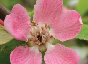 Chinese Quince Seeds