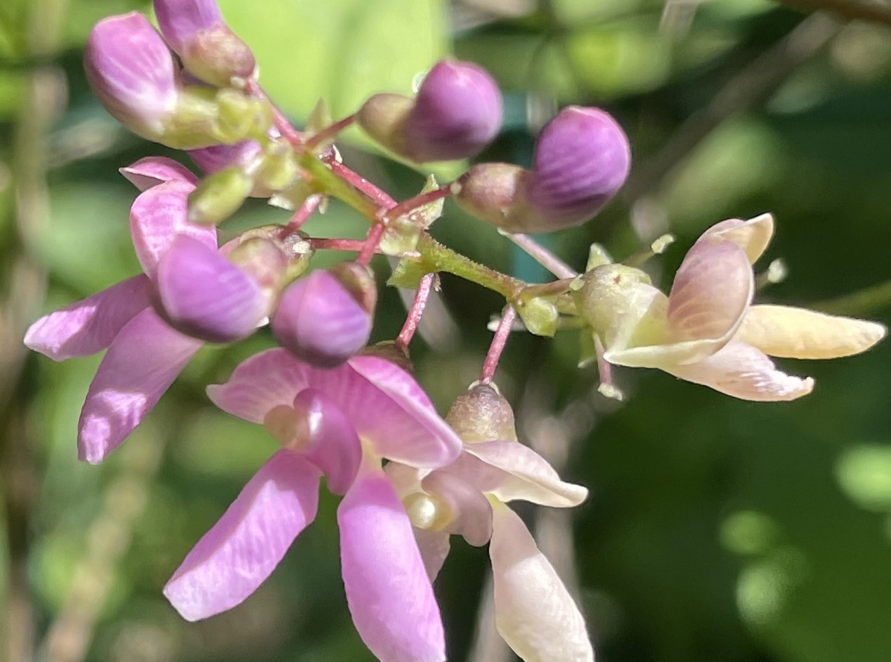 Cloud Lima Bean Seeds 