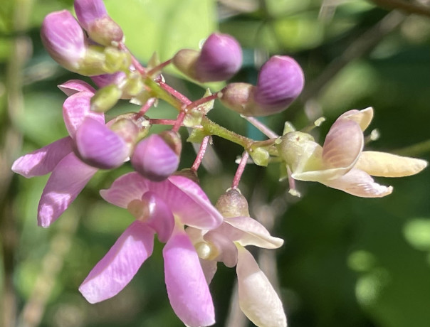 Cloud Lima Bean Seeds 