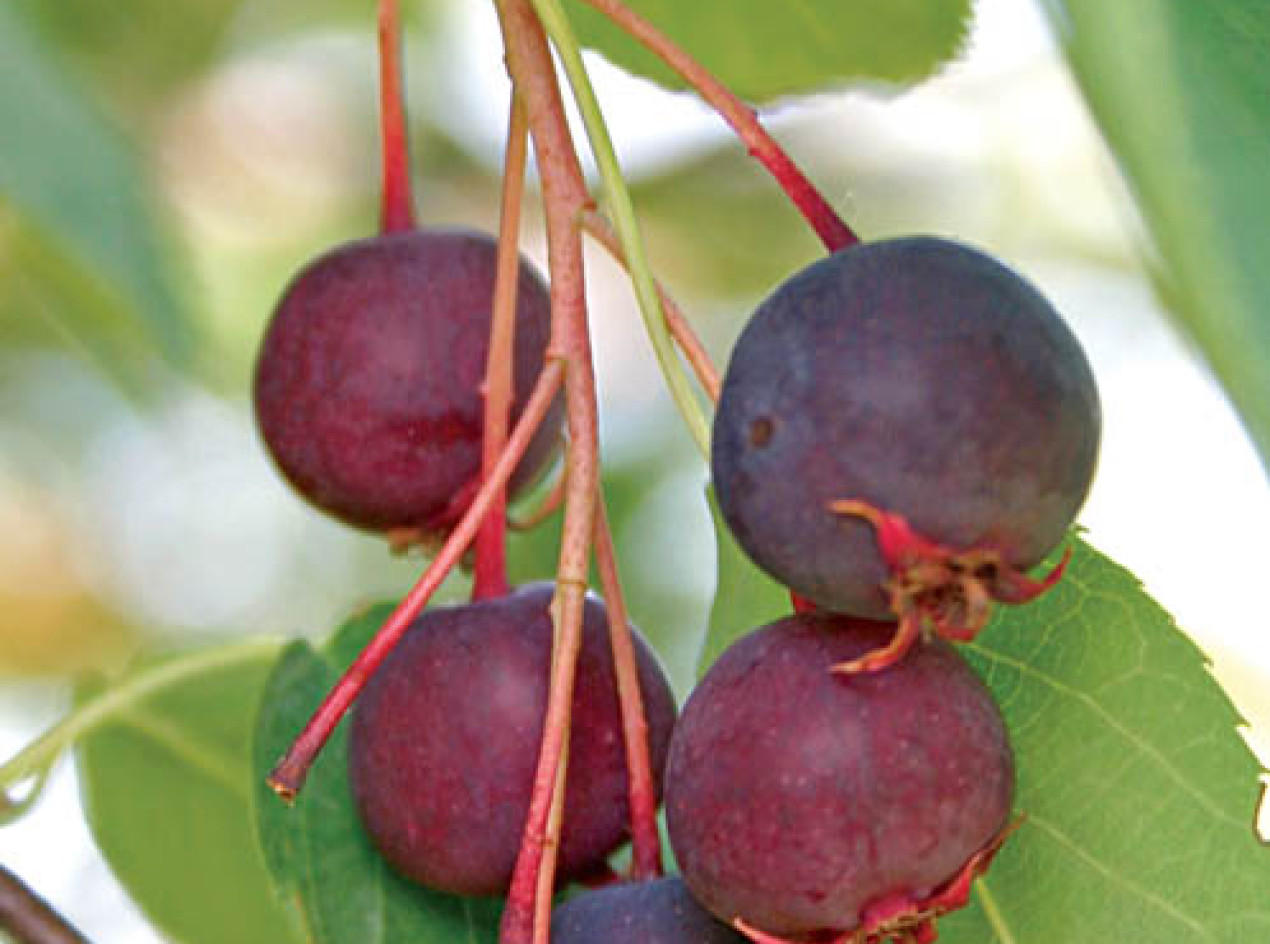 Pancake Bay Allegheny Serviceberry Seeds-Scions