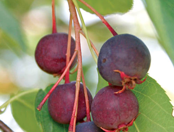 "Pancake Bay" Allegheny Serviceberry Seeds-Scions