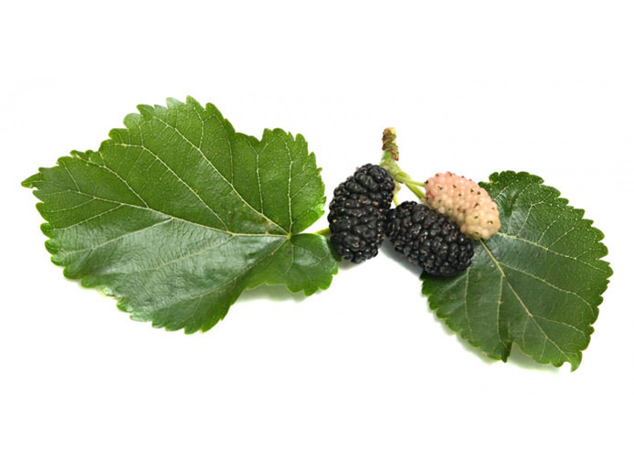 Sweet Juice Black Mulberry Seeds and Scions