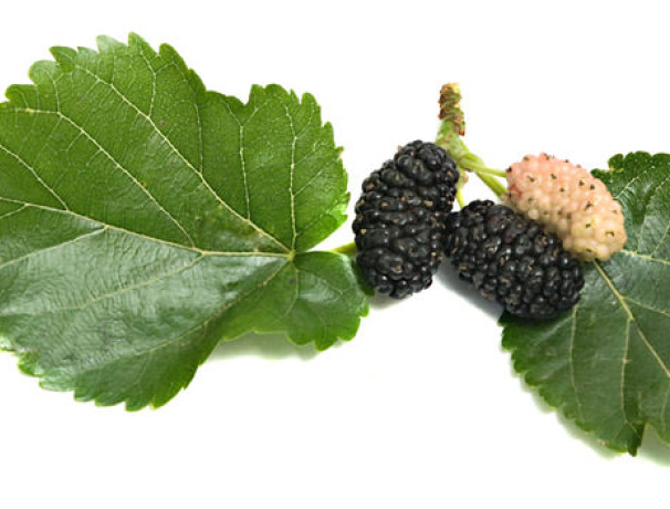 Black Mulberry Seeds Ecos