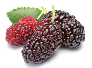Sweet Juice Black Mulberry Seeds and Scions