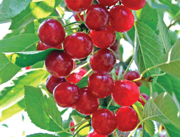 Mont Sour Cherry Seeds