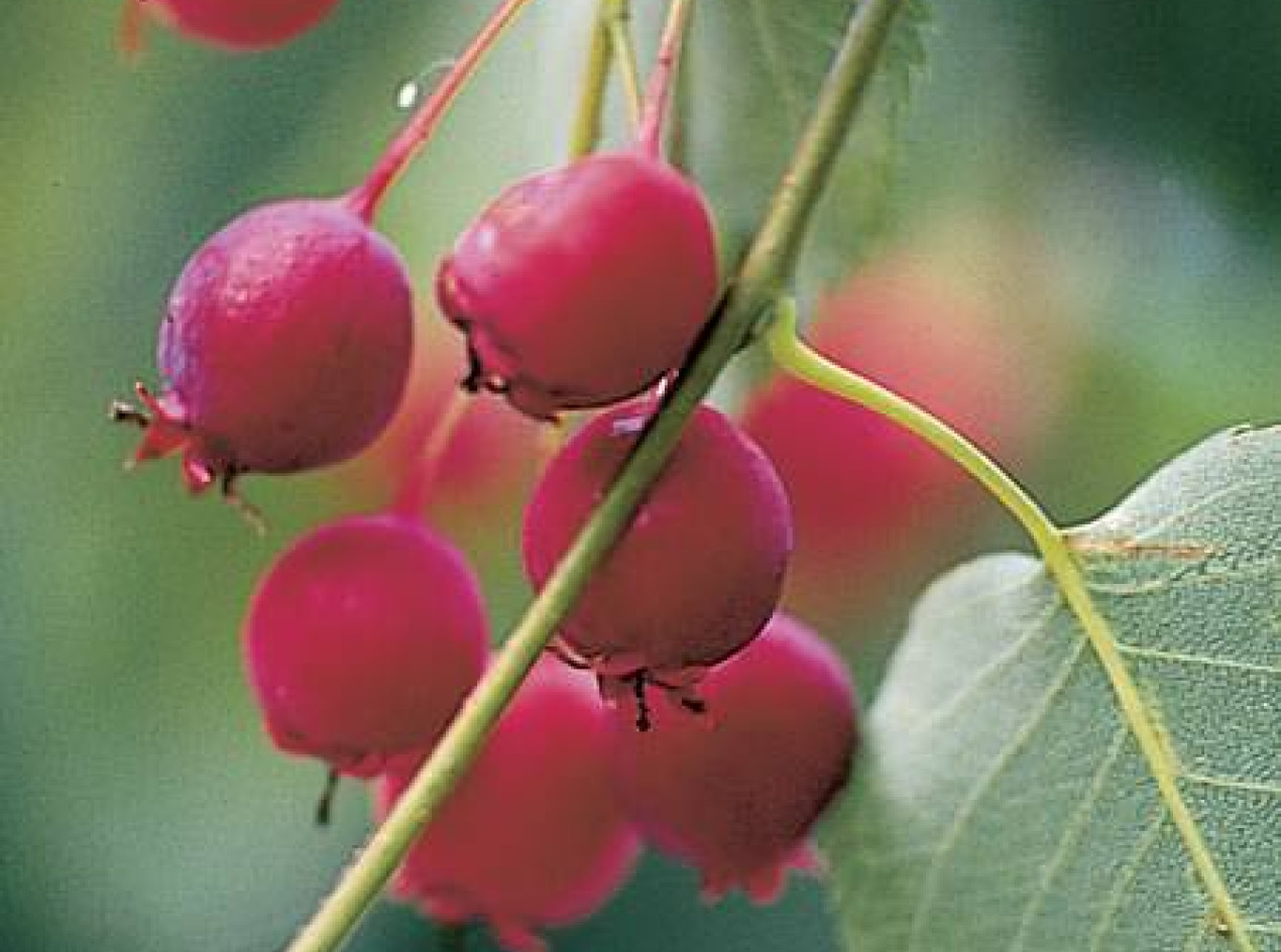 Tree Serviceberry Seeds