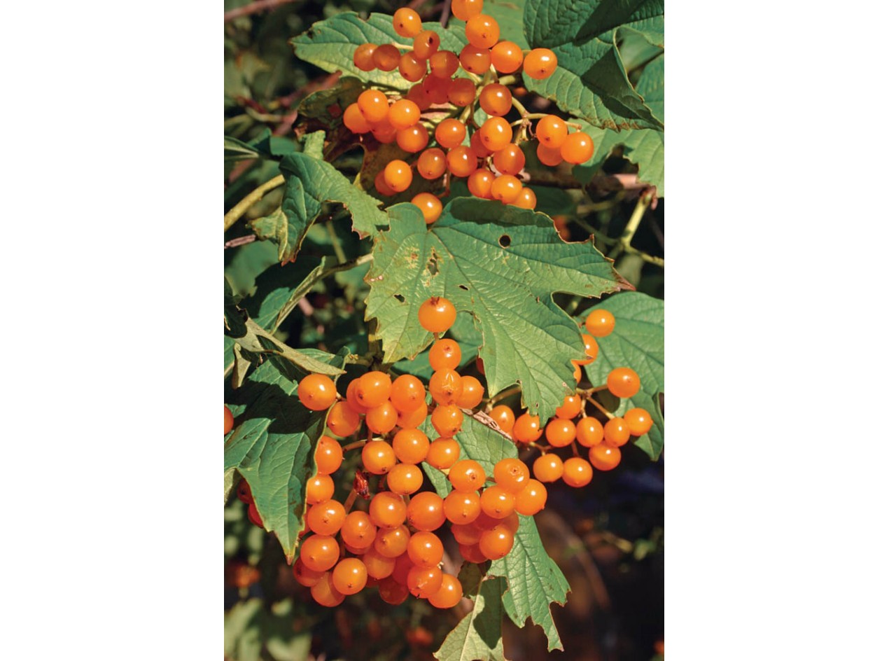 Flava American Cranberrybush Seeds