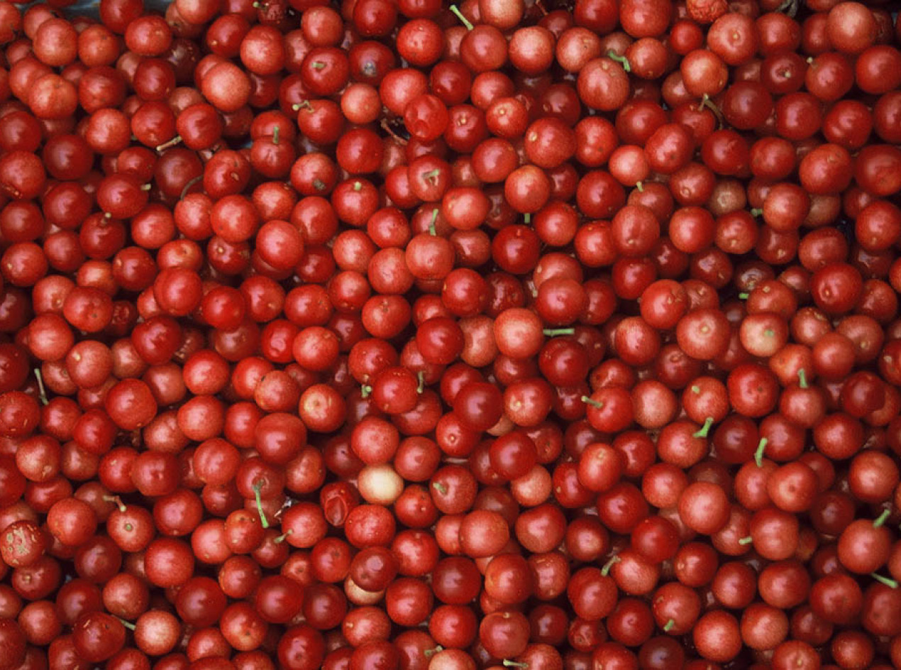 Fruitfull American Cranberrybush Seeds
