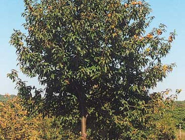 American Hybrid Chestnut Nuts and Scions