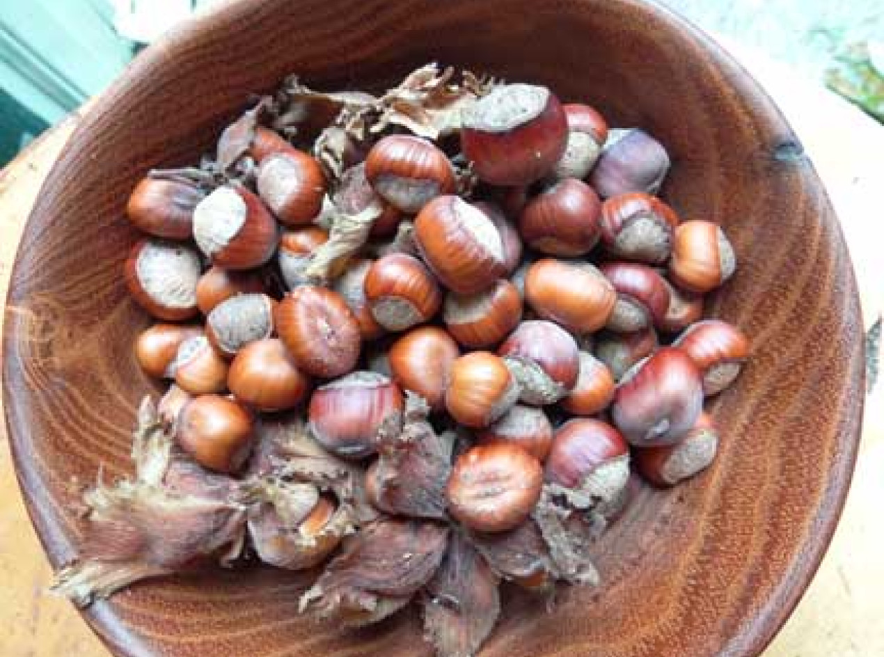 Skinner American Hazelnut Seeds