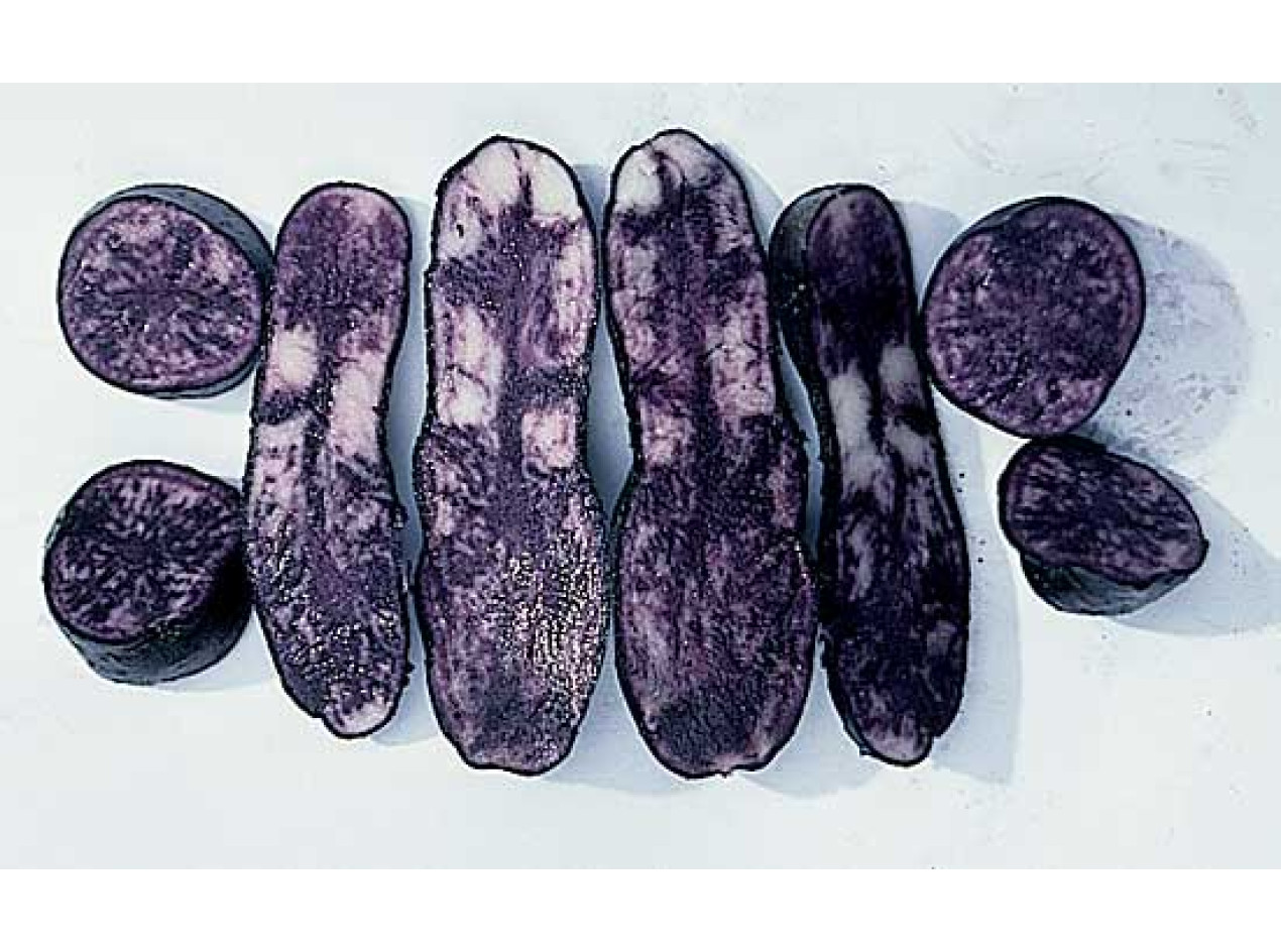 ECOS Purple Potato 