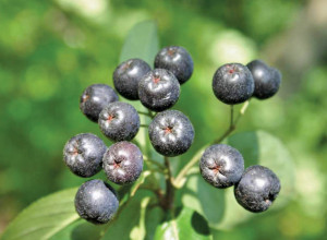 Nero Black Chokeberry Seeds