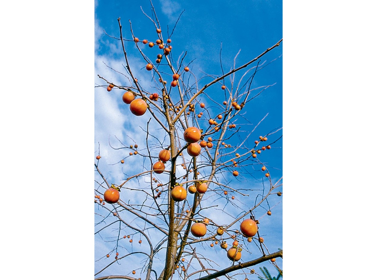 american persimmon tree