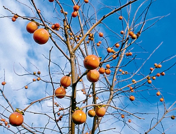 Northern American Persimmon Seeds-Ecos