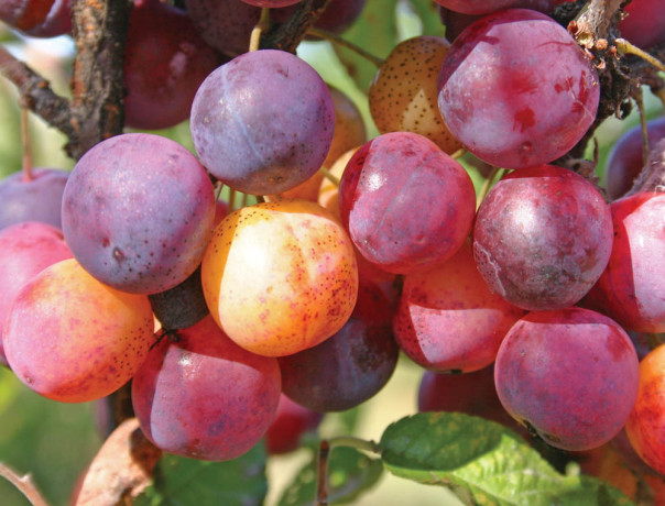 Beach Plum Seeds-Ecos 